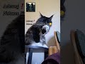 Katze salutiert😉🤭 #mainecoon #katze #lustig #meme #katzenvideo #mainecooncatlovers
