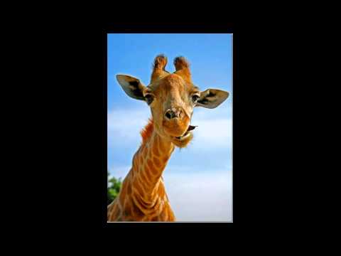 Жираф. Интересные факты про жирафа - YouTube