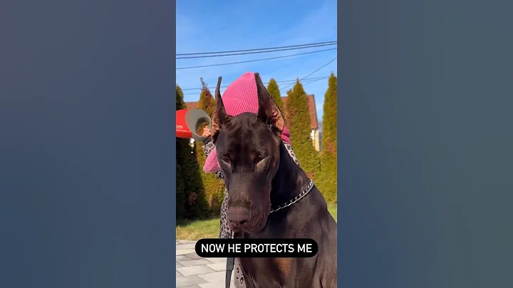 Doberman protect child #dog #dogs  #doberman #dobermanpinscher