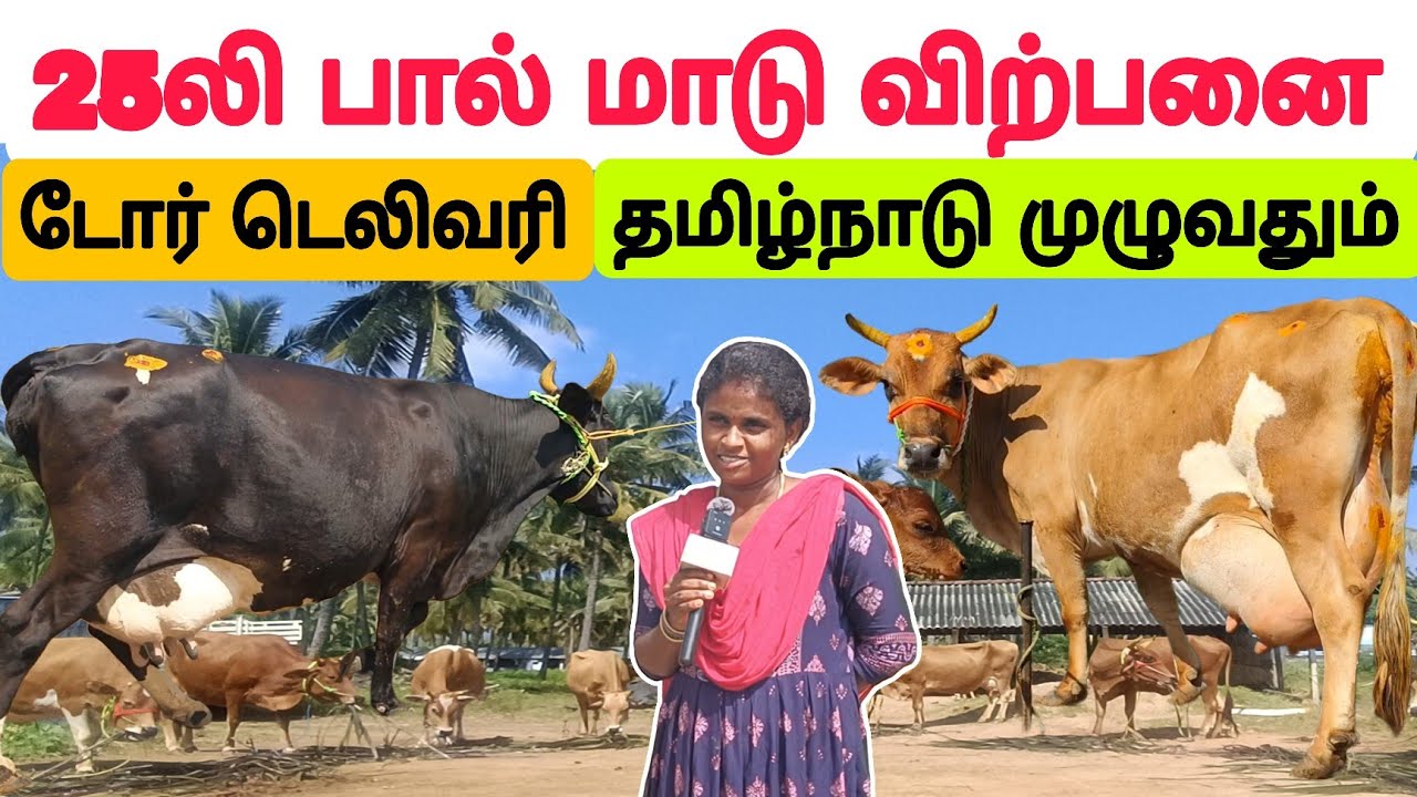 தமிழ்நாட்டில் யாரும் தர முடியாத குறைந்த விலையில் பால் மாடு விற்பனை #பசுமாடு #பால்மாடு #cow #cowsale