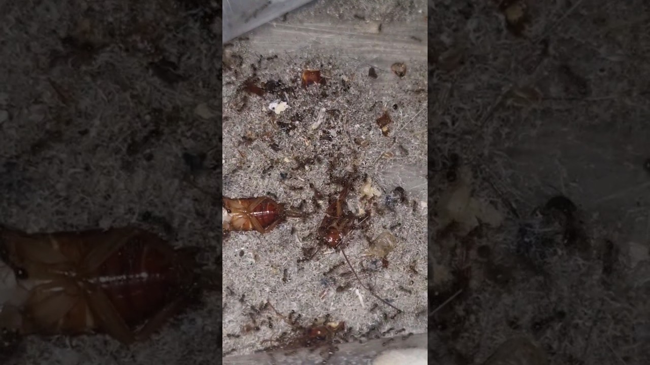 I love feeding these ants-  Pheidole pallidula 👀