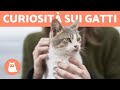 15 QUALITÀ dei GATTI 😻 Le conosci TUTTE?