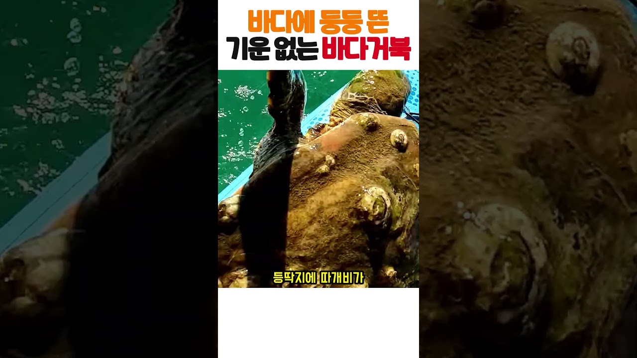 바다에 둥둥 떠 있던 바다거북, 손을 뻗어도 도망가지 않았습니다 🐢 #바다거북 #동물구조 #감동