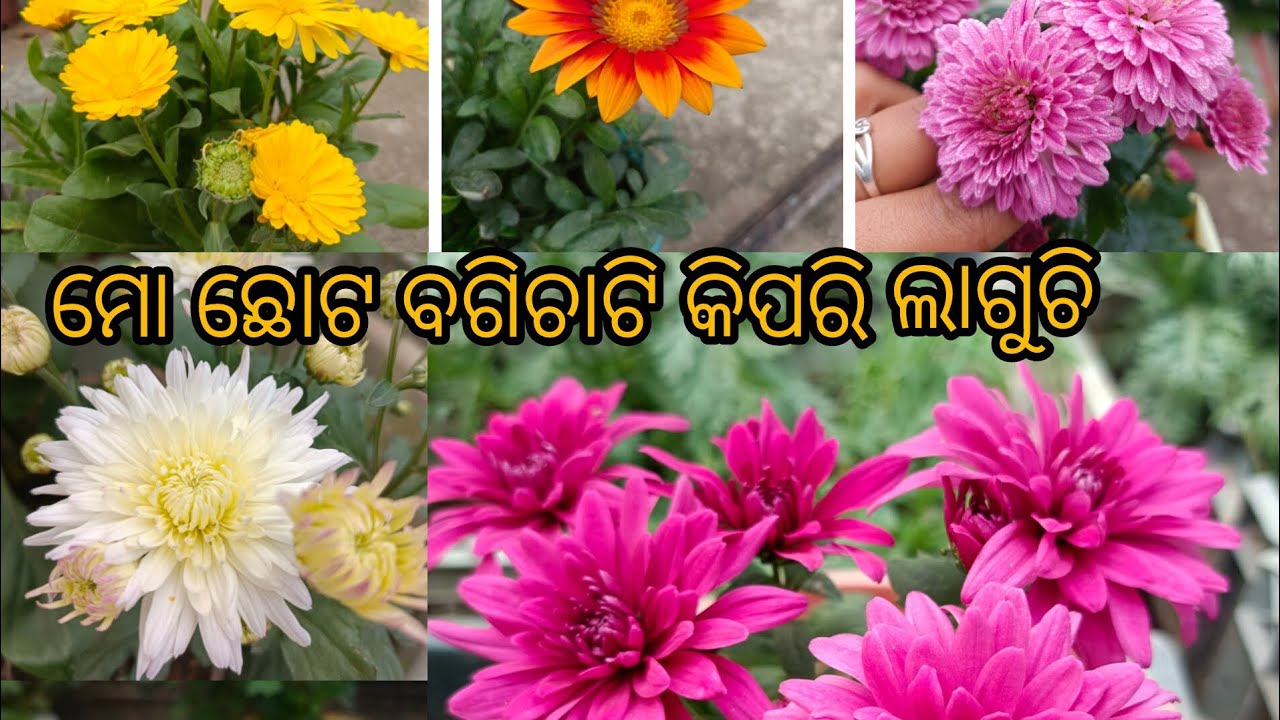ମୋର ଛୋଟ ବଗିଚା ଟି କିପରି ଲାଗୁଚି #flowergarden #1000subscriber #1millionviews #viralvideo #newshorts 
