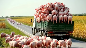 How Millions of Pigs are Raised and Processed with Modern Technology | Pig Farming & Pork Processing