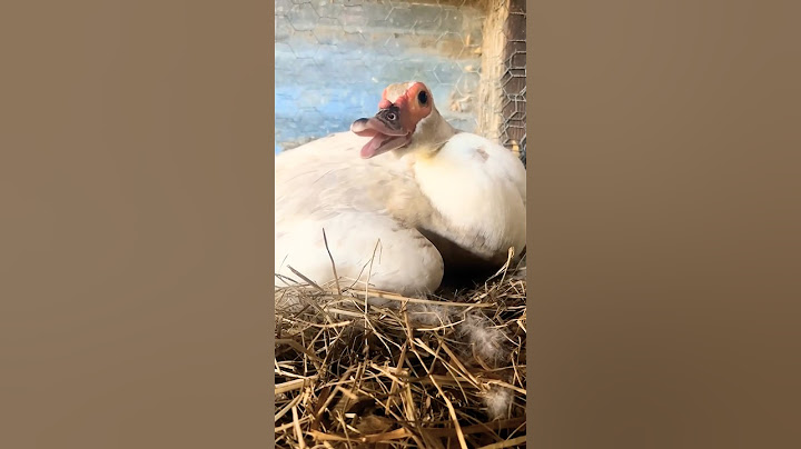 Muscovy Duck Helps Chickens Hatch Their Eggs