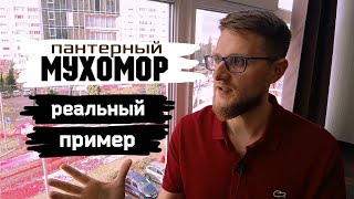 Мухоморы / Трансформация сознания