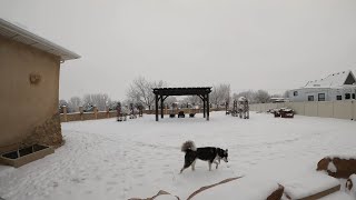 Husky Dog Plays In First Snow 2021 || Timelapse by Onyx The Husky 92 views 3 years ago 8 minutes, 20 seconds