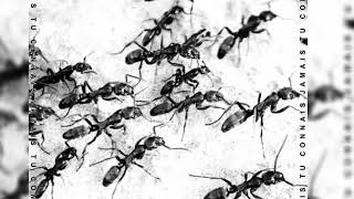 JTC - Kalash Ft Damso