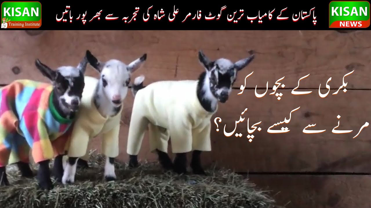 How to start a livestock farm|How to save goat & sheep kids| بکری کے بچوں کو مرنے سے کیسے بچایا جائے