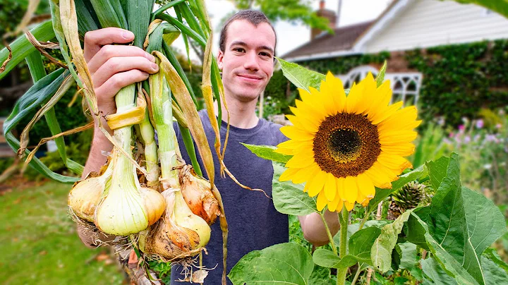 Growing a Vegetable garden - summer harvests - DayDayNews