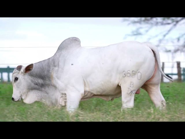 Lote 54   Leilão Nelore DP