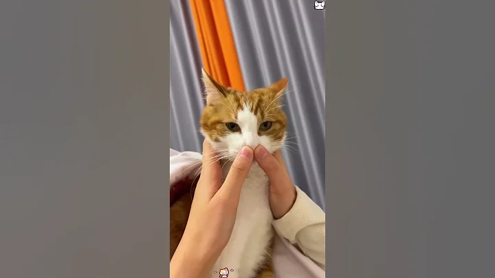 Video 11840051: cats pets catlover funny, pets attack