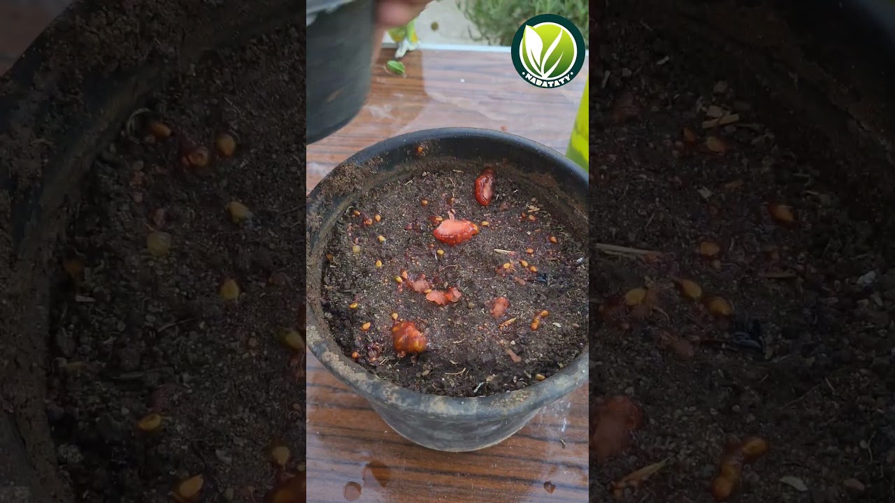 زراعة الطماطم 🍅🌿 #اشجار #زراعة #زراعة_الأسطح #plants #garden #اكسبلور