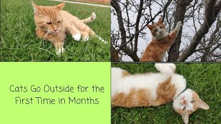 Cats Go Outside for the First Time in Months