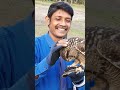 funny owl #shortsvideo #shorts #animalshorts #animallovers