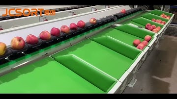 JC SORT Apple Weight Grading Machine