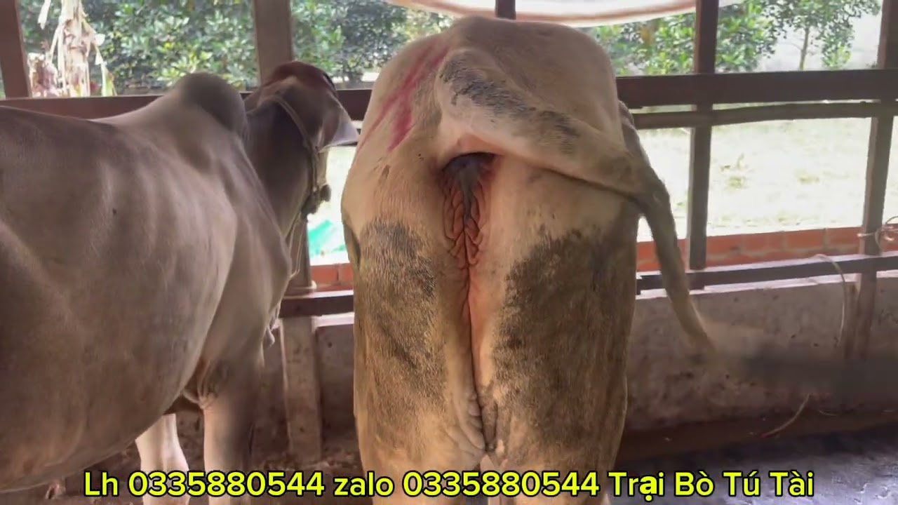 Cập nhật trại bò tú tài ngày 12/1/2026 ấp long phú 2 xã long điền B huyện chợ mới tỉnh An Giang 