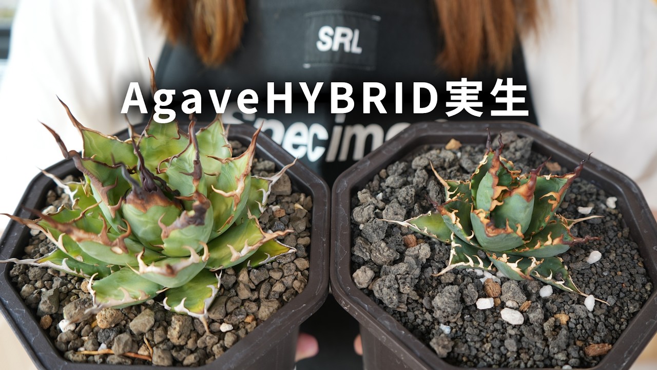 Agave] I can't stop feeling excited and thrilled after sowing the