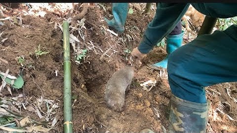 Buổi sáng cùng chị em đi đào dúi buổi chiều ae đi đánh ong khoái |Rừng núi Bắc Kạn