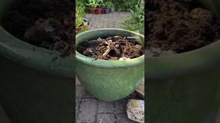 Mini garden in a pot 🌺👀 #plantingtips #flowergarden #containergardening #patiogarden #gardentips