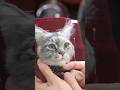 Needle Felt Cat わくねこつきちゃん② #needlefelting #猫