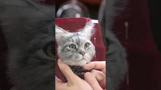 Needle Felt Cat わくねこつきちゃん② #needlefelting  #猫