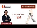Understand the Anatomy of cubital fossa: In हिंदी