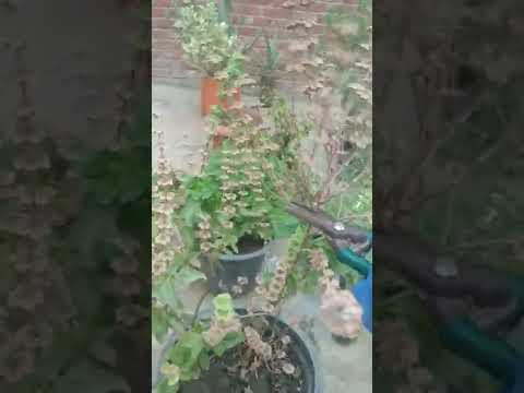 تقليم الريحان وجمع البزور