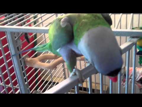 Video: Groene Cheeked Conure