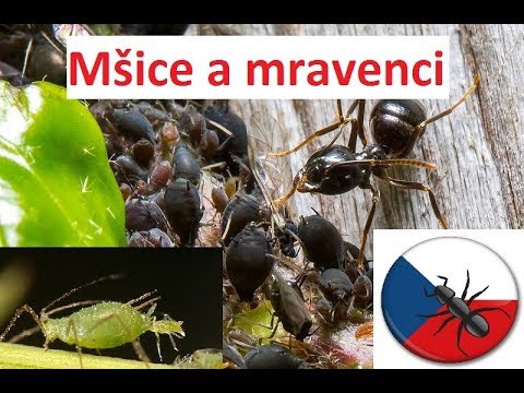 Video: Mravenčí Koláč: Podrobné Recepty S Fotografiami Na ľahkú Prípravu