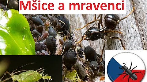 Co platí na mravence v domě?