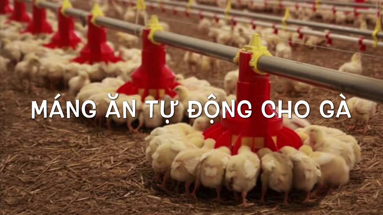 Máng ăn tự động cho gà Giải pháp tối ưu cho chăn nuôi