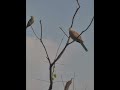 Jim Corbett Birds #birds #shorts #ytshorts #shortsfeed #animals #jimcorbett #trending