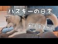 【ハスキーの日常“歯磨きガム”】シベリアンハスキーの“ハス夫”です
