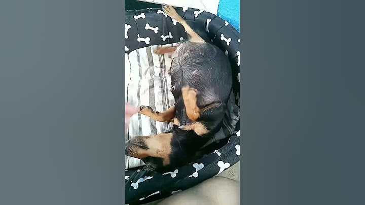 55 dias prenha e contagem regressiva pra conhecer os filhotes de Lolla #pinscher #cachorros #shorts