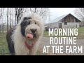 Old English Sheepdog's Morning Routine at the Farm
