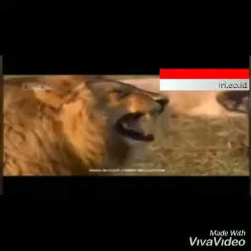 video lucu dance tolol tingkat dewa