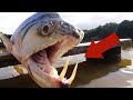 Top 10 Terrifying Animals Found in Rivers
