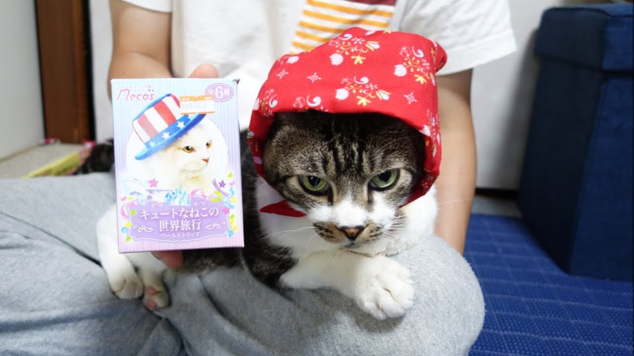 ブーンといえば即反応！猫と自動給餌機の関係☆パブロフの犬ならぬ 