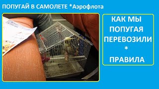 Правила перевозки питомцев в самолете см.описание. Аэрофлот разрешает перевозить попугая