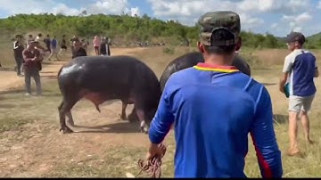 Trâu có bộ sừng móc mắt nhưng không lại được ông trâu lì đòn #laonong 