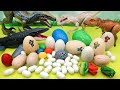 Dinosaur egg collection  jurassic world egg mini dino egg transformer egg