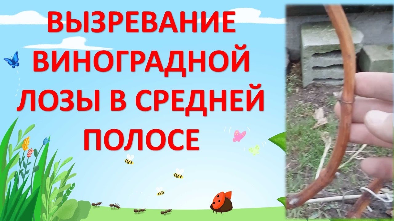 Как ускорить вызревание лозы. Как ускорить вызревание лозы