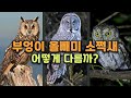 2분 상식 우리나라만 구분한다는 부엉이와 올빼미 또 소쩍새는 어떻게 다를까