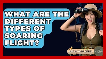 What Are The Different Types Of Soaring Flight? - Bird Watching Diaries