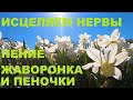 ПЕНИЕ ЖАВОРОНКА И ПЕНОЧКИ ВЕСНИЧКИ  МГНОВЕННО УБЕРУТ ТРЕВОГУ И ПЛОХОЕ НАСТРОЕНИЕ.