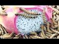 What would happen if 10,000 insects ate dragon fruit?