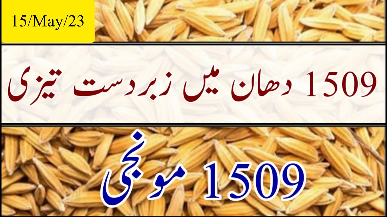 1509 DHAN Ka Rate Today Munji Price Today 1509 Munji Ka Rate 1509-dhan-ka-rate-today-munji-price-today-1509-munji-ka-rate