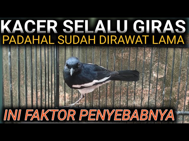 FAKTOR PENYEBAB BURUNG KACER SELALU GIRAS PADAHAL SUDAH DIRAWAT LAMA | DR KACER class=